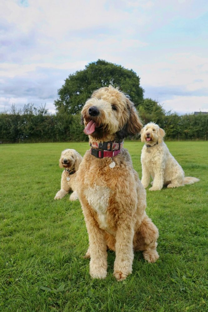 Best Buddies Pet Care | Check Out Our Gallery Of Some Of The Guest Dogs ...