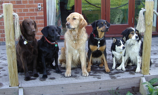 dogs on decking